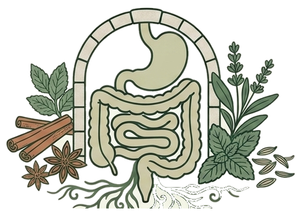 Illustration : le système digestif et le microbiote intestinal, entourés de plantes médicinales